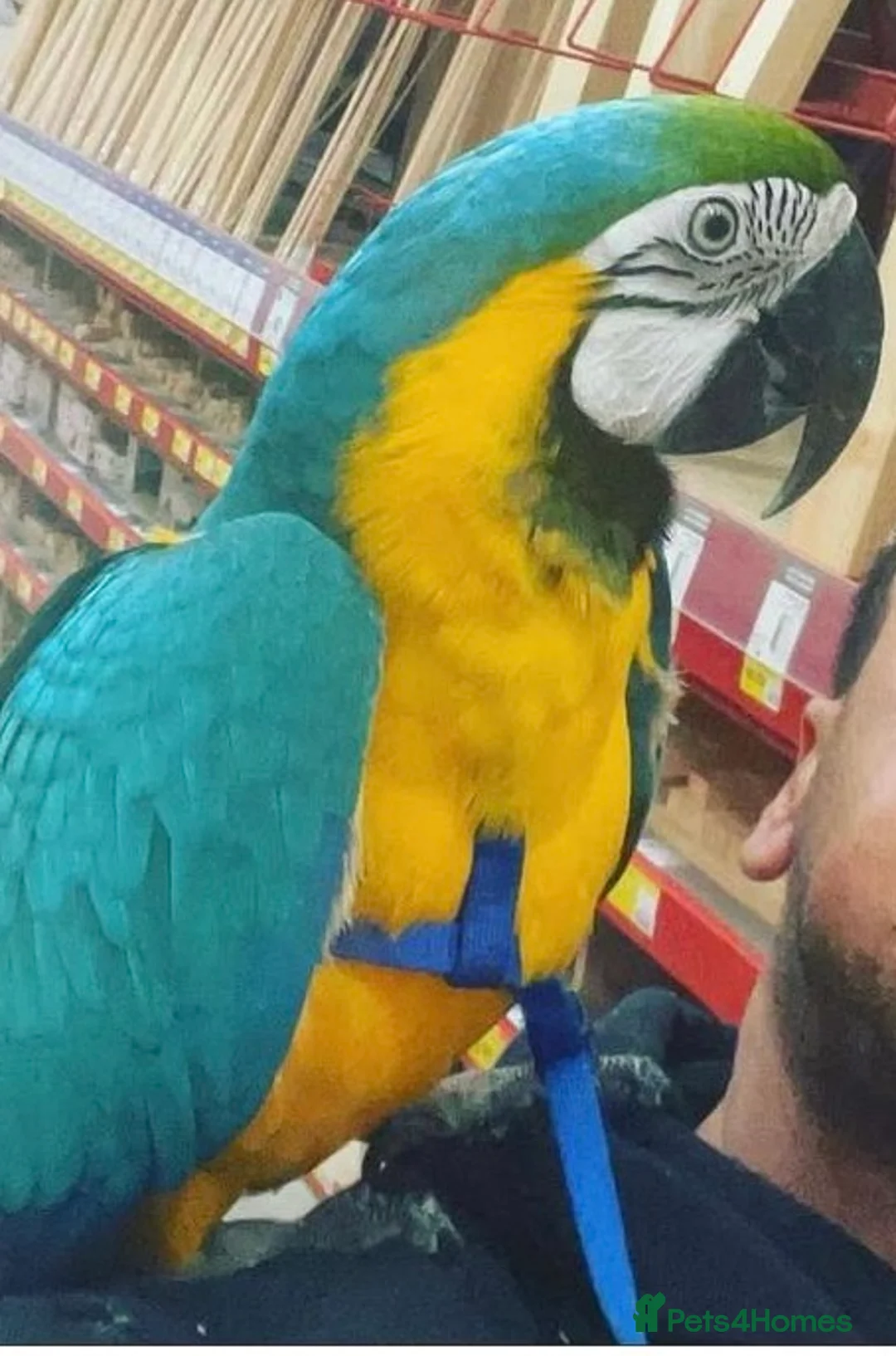 Macaws birds for sale: Very tame blue and gold macaw  in Tamworth - Advert 5