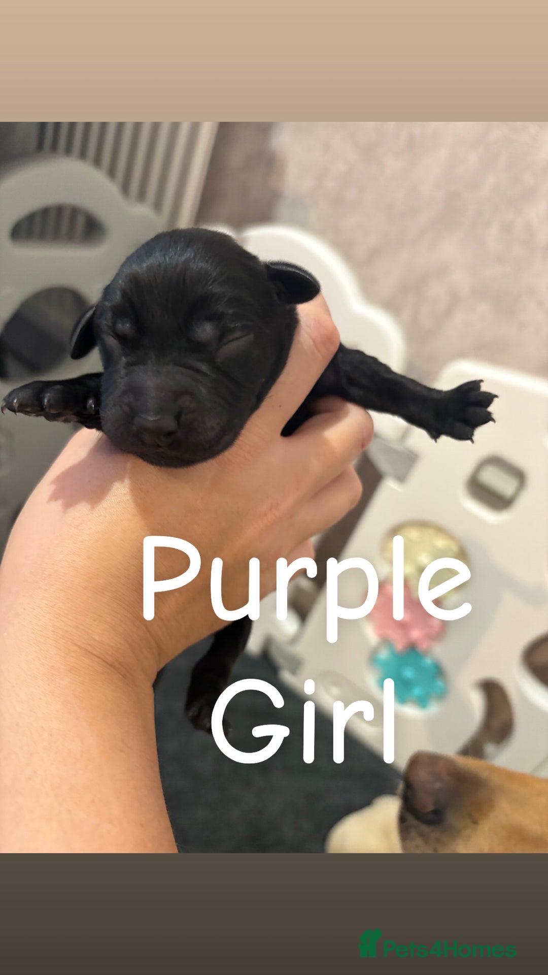 Labrador Retriever dogs for sale: Labrador Retriever Puppies for Sale 🐾 - Advert 9