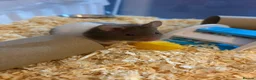 Hamster rodents for sale: Gorgeous baby Syrian hamsters  in Stafford - Advert 4