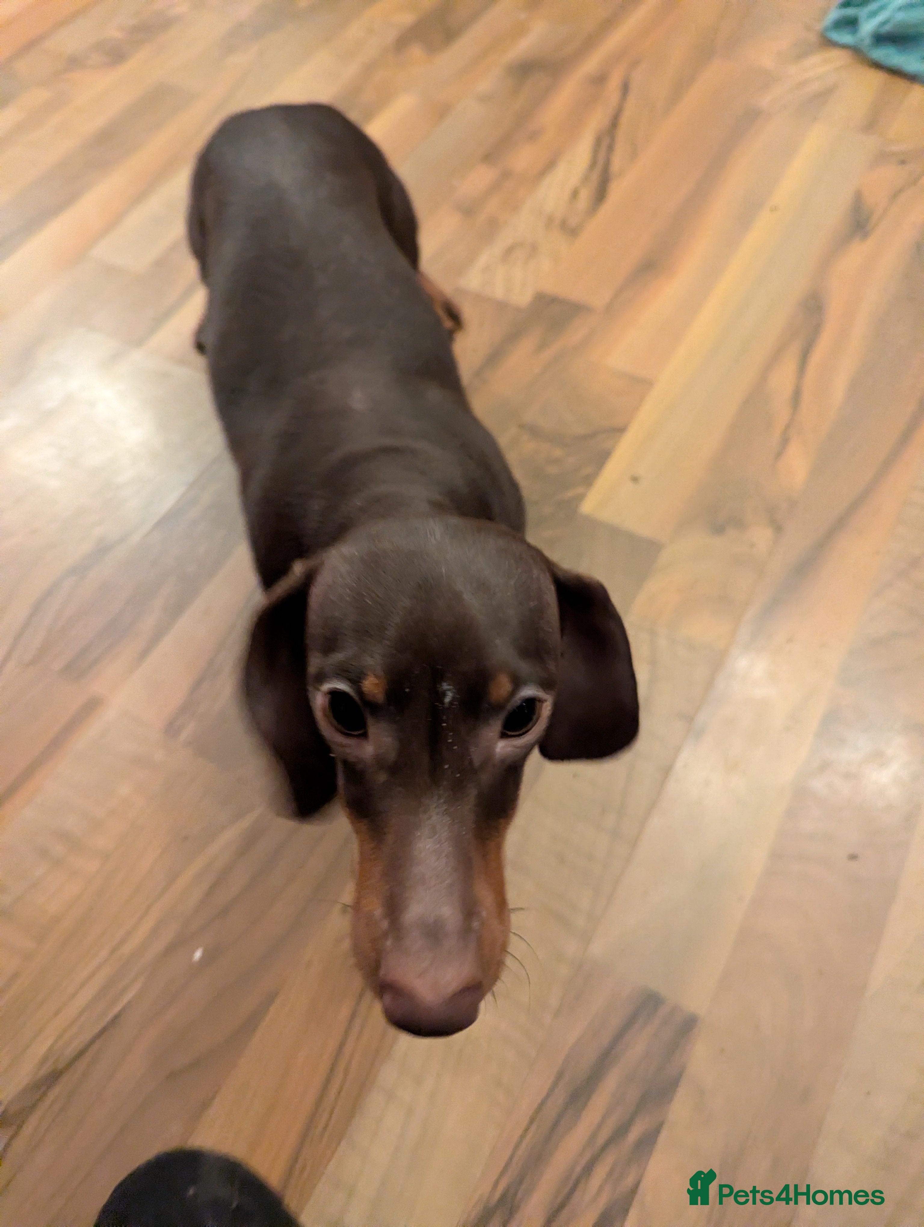 Miniature Dachshund dogs Litter of three Miniature Dachshunds for sale. - Advert 2