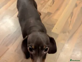 Miniature Dachshund dogs Litter of three Miniature Dachshunds for sale. - Advert 2