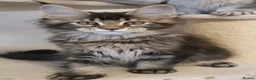 Maine Coon cats for sale: 🌟TICA🌟 reg pure maine coons - Advert 29