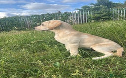 Labrador Retriever dogs for sale: Labrador retriever - Image 10