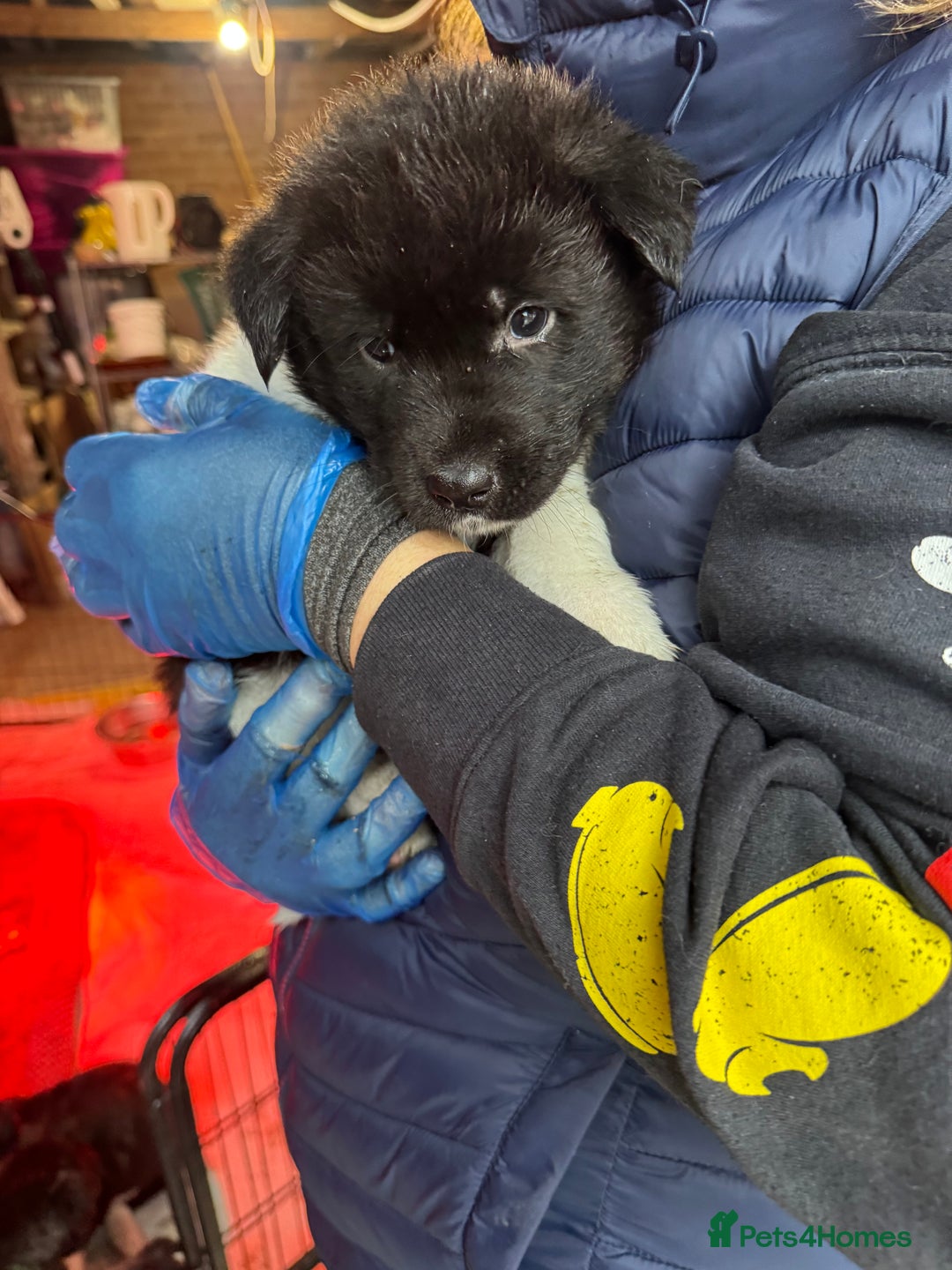 Akita dogs for sale: Black Mask American Akita Puppies - Advert 37