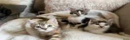 Mixed Breed cats for sale: Kittens ready to go 9 weeks old  in Nuneaton - Advert 3
