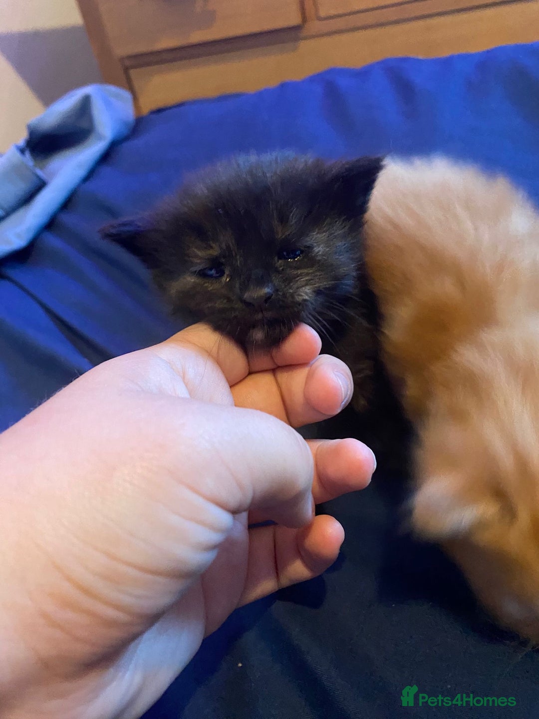 American Shorthair cats for sale: 6 kittens  - Image 13