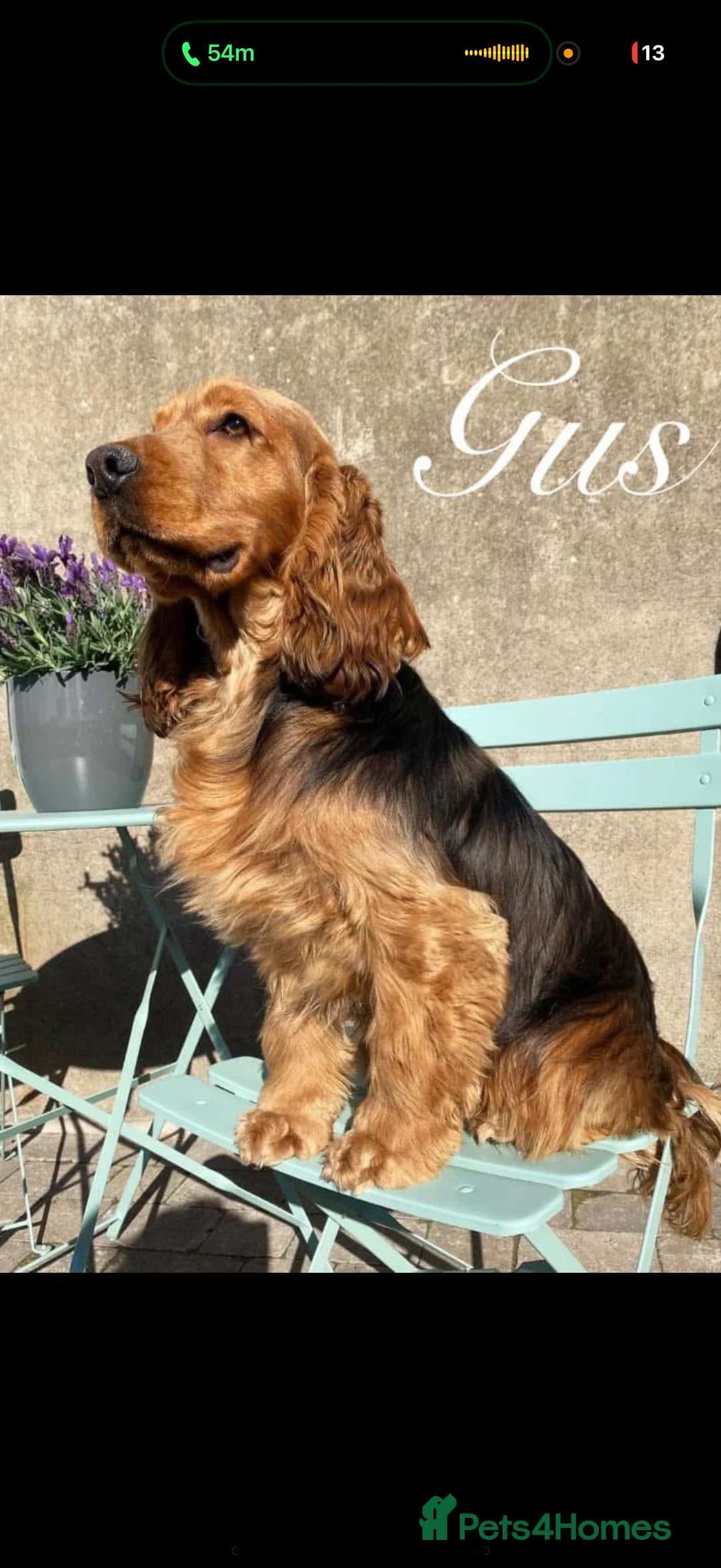 Cocker Spaniel dogs for stud: Outstanding fully health tested show cocker stud  - Advert 1