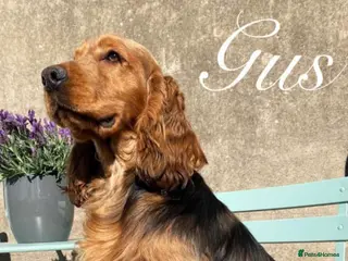 Cocker Spaniel dogs Outstanding fully health tested show cocker stud - Advert 2