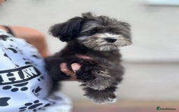 Maltipoo dogs for sale: 🩵Ready Now STUNNING Asian Maltipoo Boy🩵 in Bathgate - Image 16