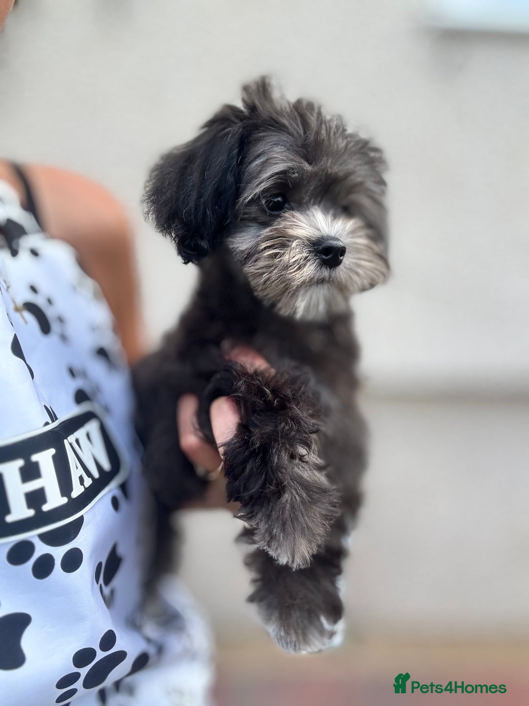 Maltipoo dogs for sale: 🩵Ready Now STUNNING Asian Maltipoo Boy🩵 in Bathgate - Image 16