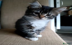 European cats for sale: Kittens looking for homes - Image 2