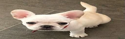Frug dogs for sale: Beautiful girl  - Advert 8