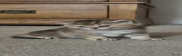British Shorthair cats for sale: GCCF GOLDEN NY12 and BLUE GOLDEN AY12  - Advert 12