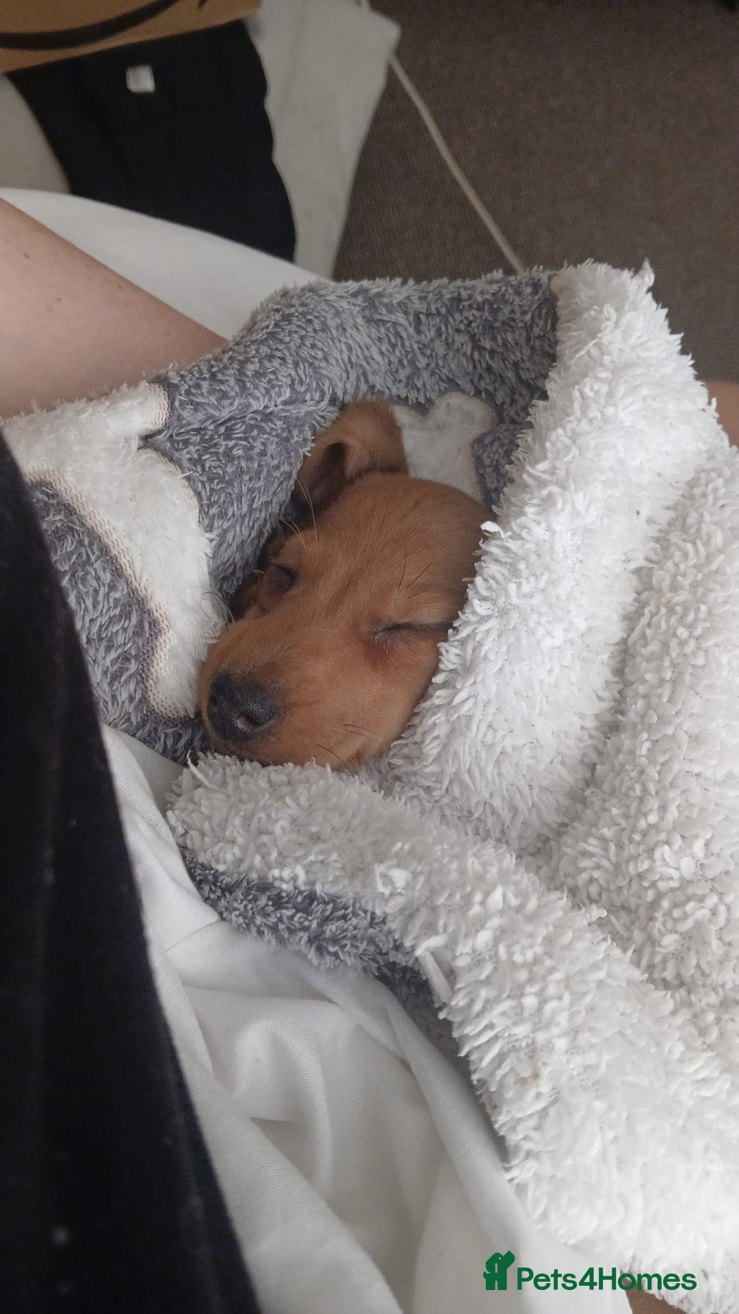 Miniature Dachshund dogs for sale: Millie  - Advert 6