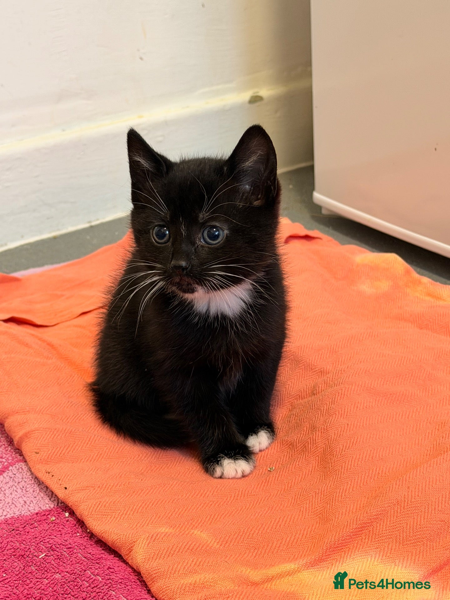 Mixed Breed cats for sale: Microchipped - Girl remaining now  - Advert 1