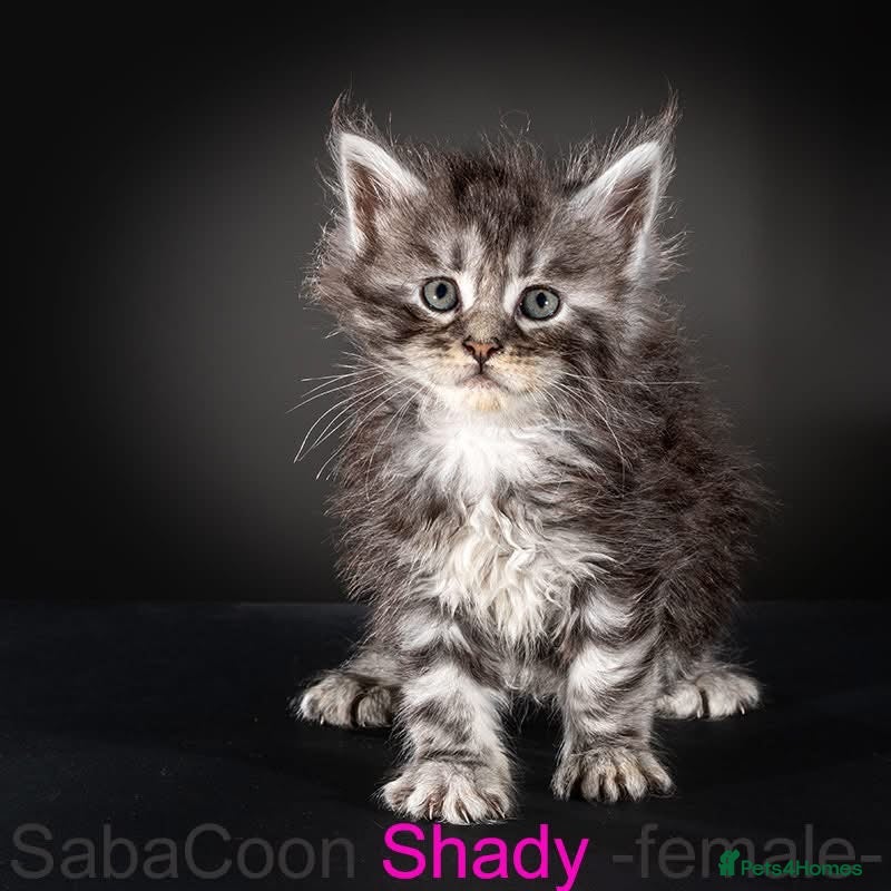 Maine Coon cats Polydactyl Maine Coon kittens are available  - Advert 2