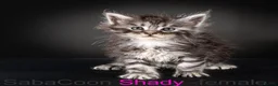 Maine Coon cats for sale: Polydactyl Maine Coon kittens are available  - Advert 2