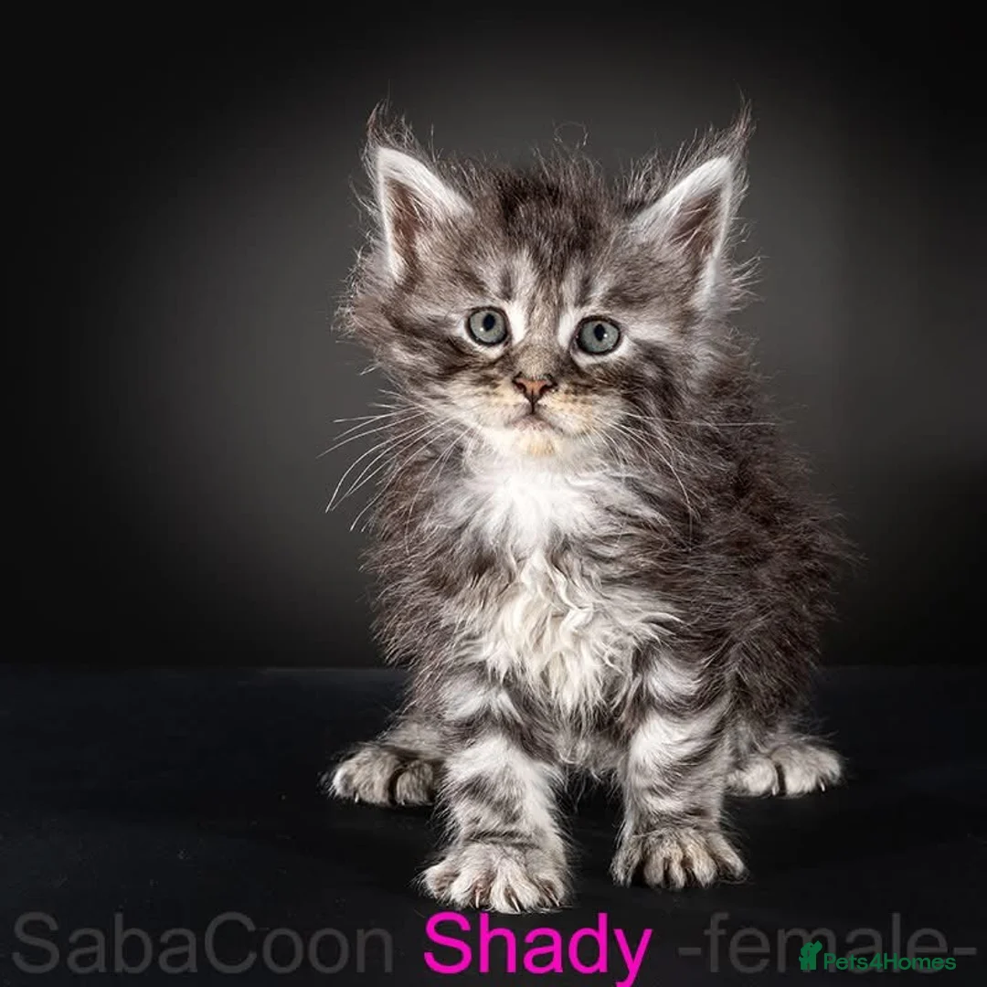 Maine Coon cats for sale: Polydactyl Maine Coon kittens are available  - Advert 2