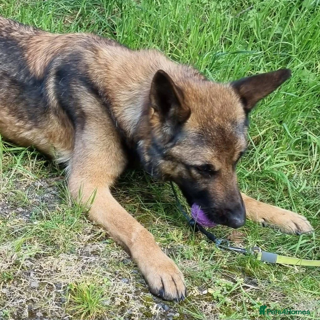 Belgian Shepherd Dog dogs for adoption: CHASE - GSD X - Advert 2