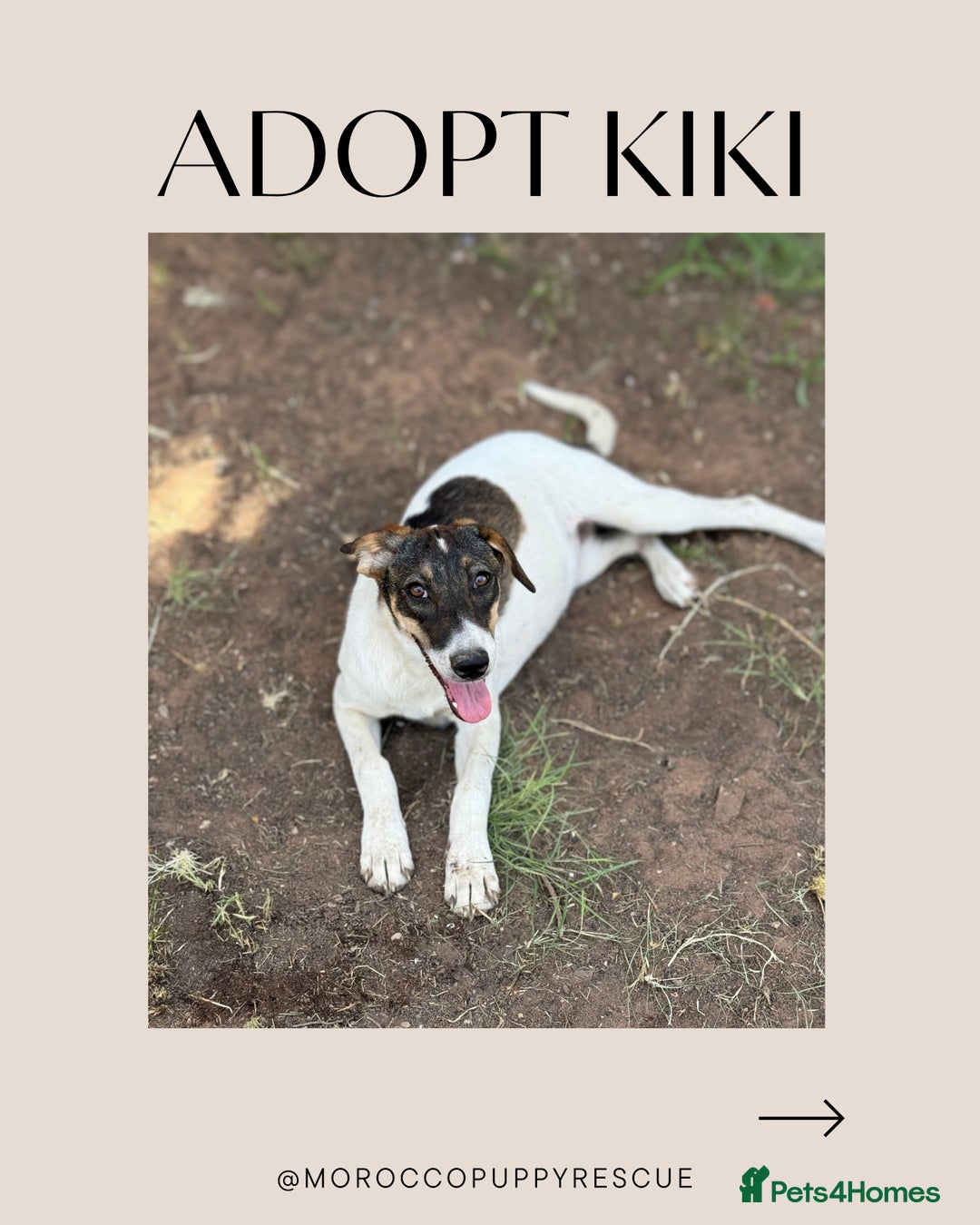 Mixed Breed dogs for sale: Mixed breed - Image 2