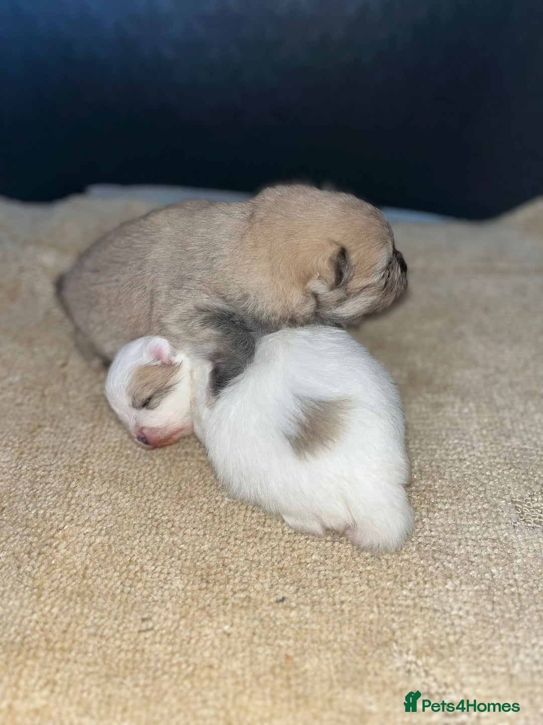 Pomeranian dogs for sale: Kc Reg Pomeranian Pups - Advert 16