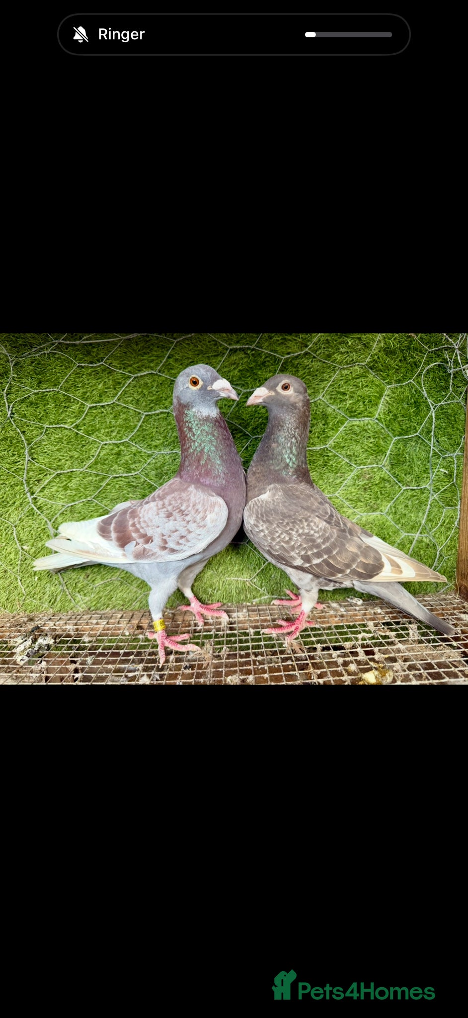 Pigeons birds Strong Healthy Pigeons £70 Pair - Advert 2
