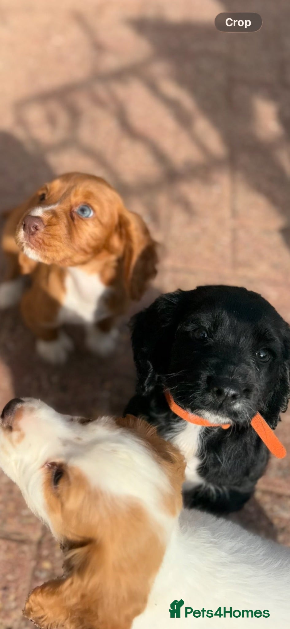 Cocker Spaniel dogs Working cocker spaniel  - Advert 10