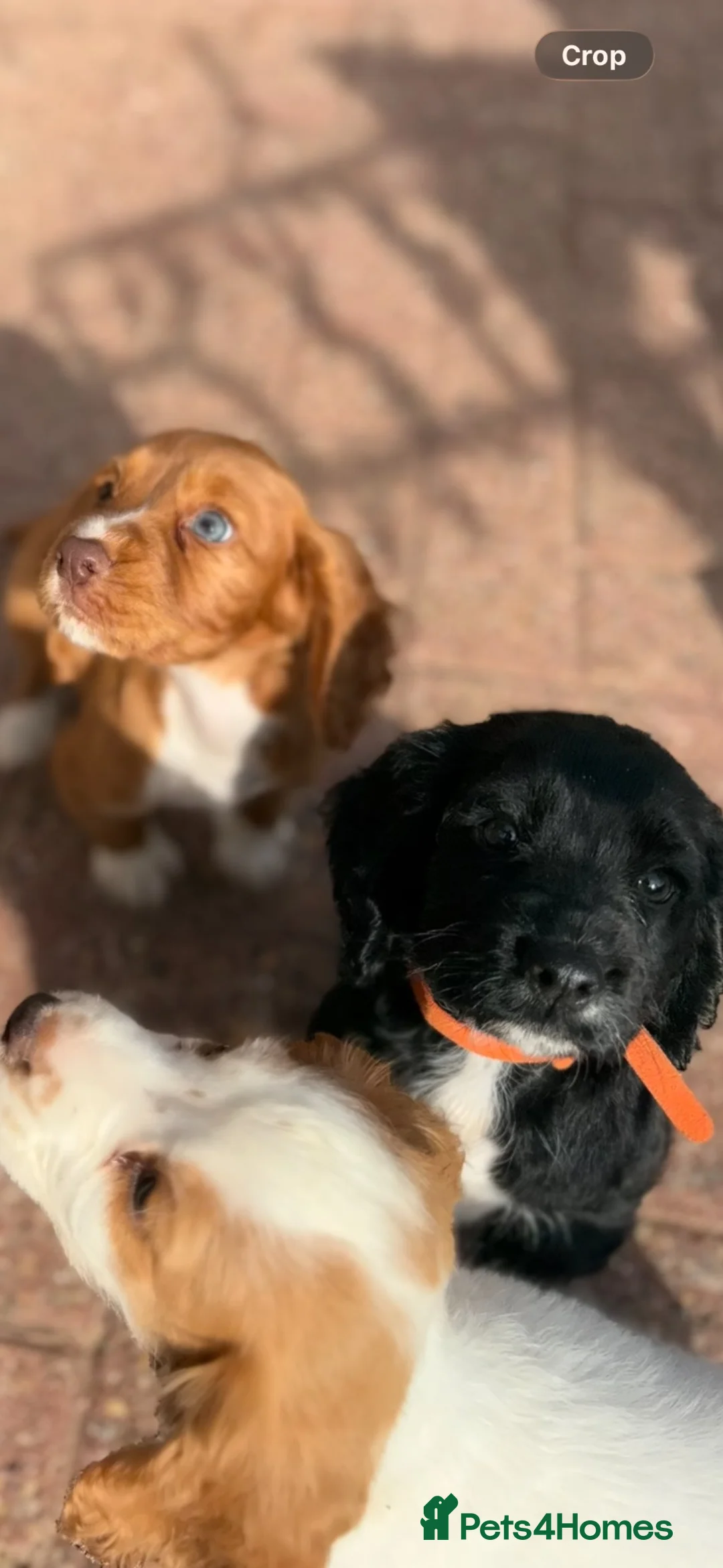 Cocker Spaniel dogs for sale: Working cocker spaniel  - Advert 2