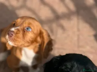 Cocker Spaniel dogs Working cocker spaniel - Advert 10