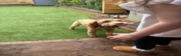 Cockapoo dogs for sale: Help me find Discos forever home - Advert 2