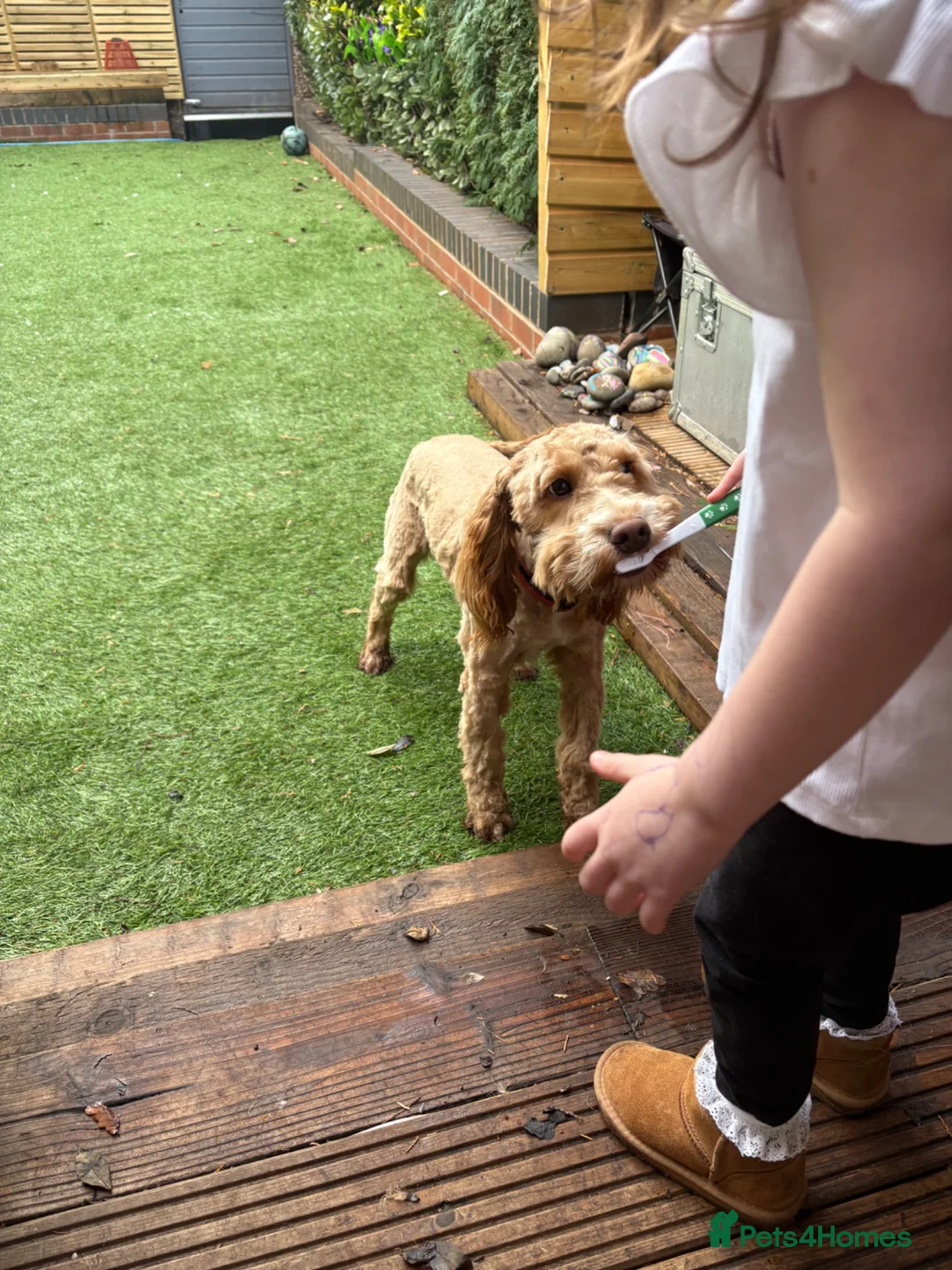 Cockapoo dogs for sale: Help me find Discos forever home - Advert 2