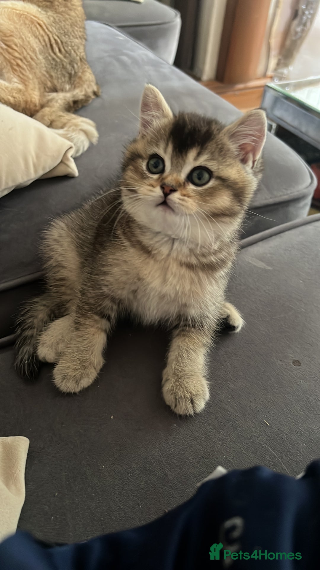 British Shorthair cats for sale: Golden British shorthair  - Image 1