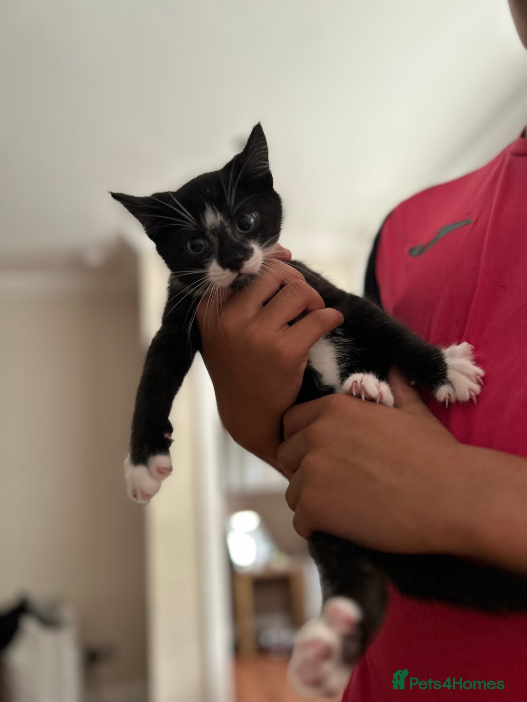 Mixed Breed cats for sale: 3 x Black and white tuxedo male kittens £200 each - Image 4