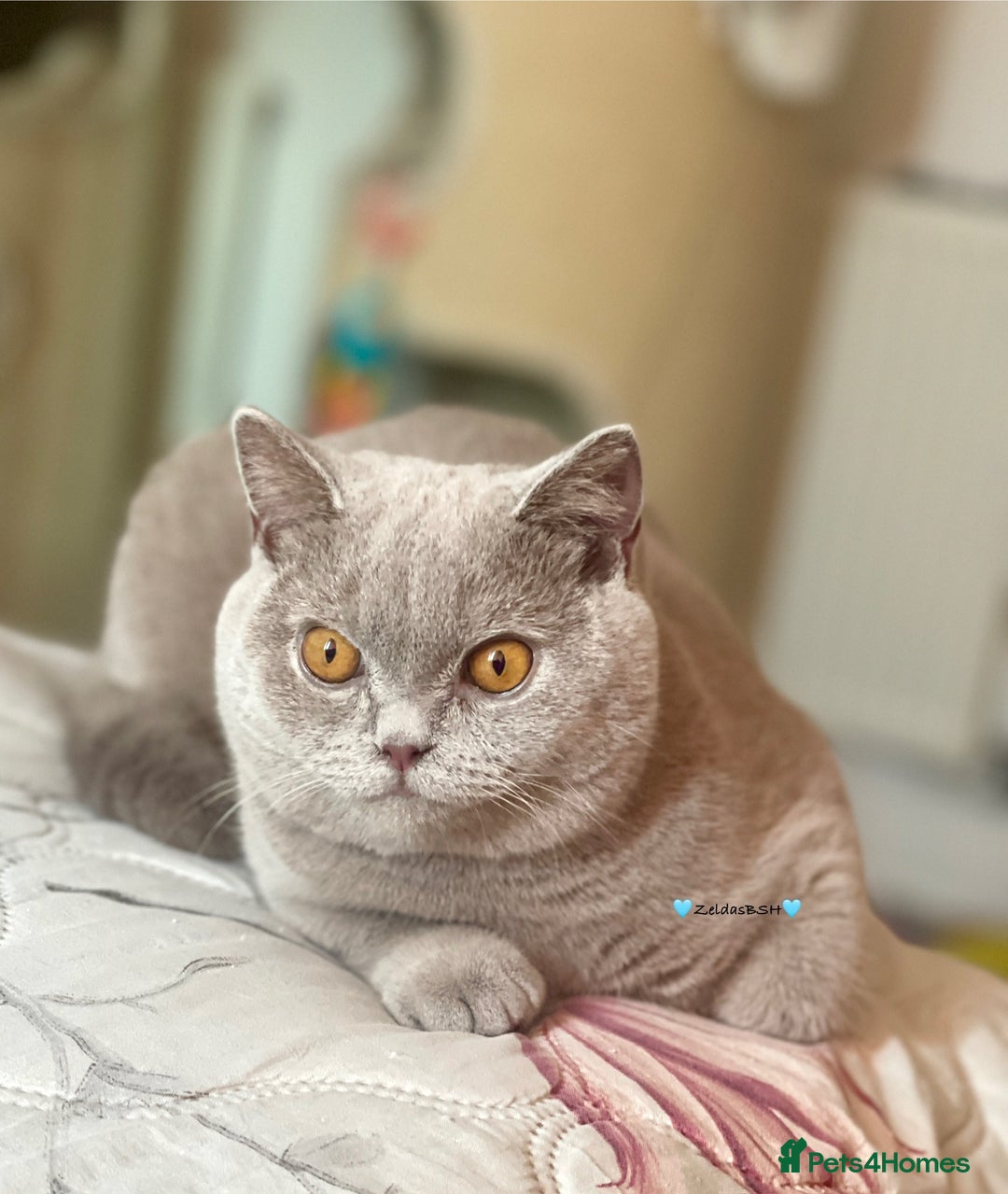 British Shorthair cats for sale: 💕Charming BSH kittens💕 - Image 1