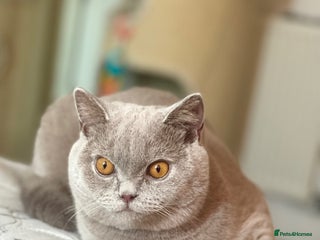 British Shorthair cats - Advert 6