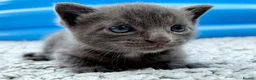 British Shorthair cats for sale: ❤ Beautiful Kittens ❤ – Ready for Loving Homes ❤ in Hull - Advert 17