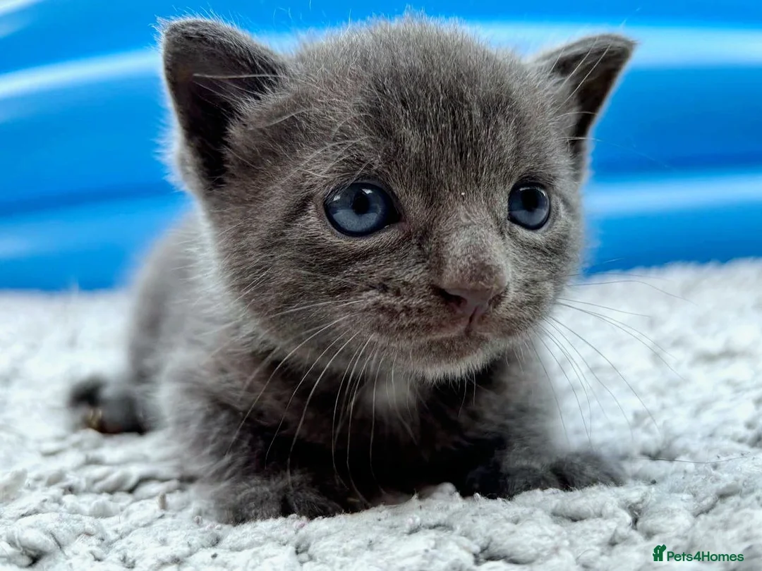 British Shorthair cats for sale: ❤ Beautiful Kittens ❤ – Ready for Loving Homes ❤ in Hull - Advert 17