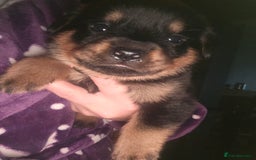 Rottweiler dogs for sale: Rottweiler Champion bloodline  - Image 27