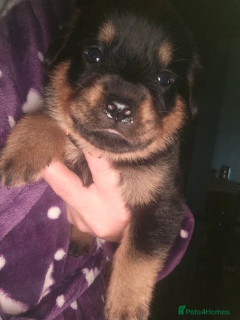 Rottweiler dogs - Advert 3