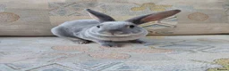 Rex rabbits for sale: Lilac otter girl  - Advert 5
