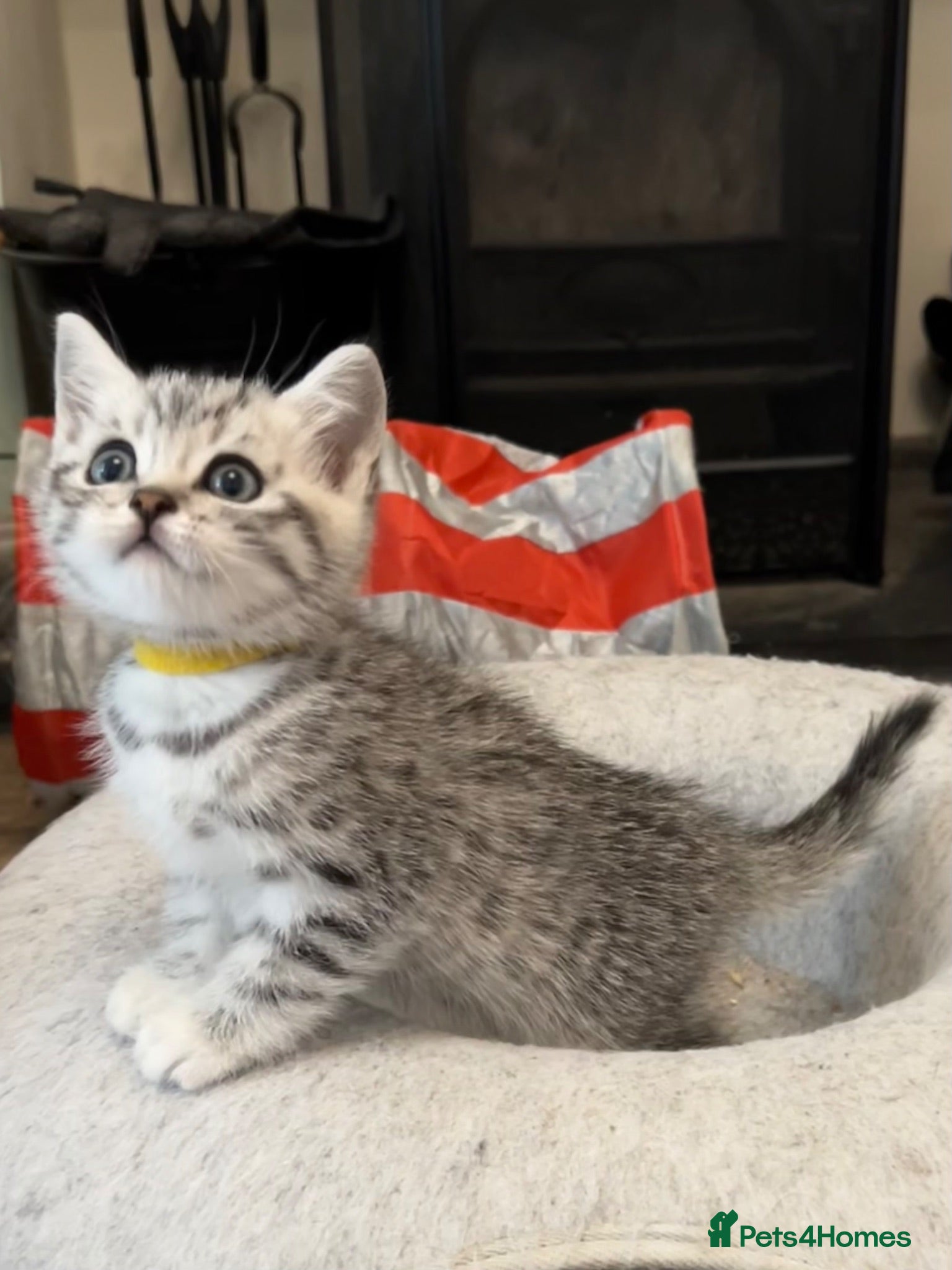 British Shorthair cats GCCF reg BSH Black silver tabby kittens - Advert 2