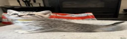 British Shorthair cats for sale: GCCF reg BSH Black silver tabby kittens - Advert 2
