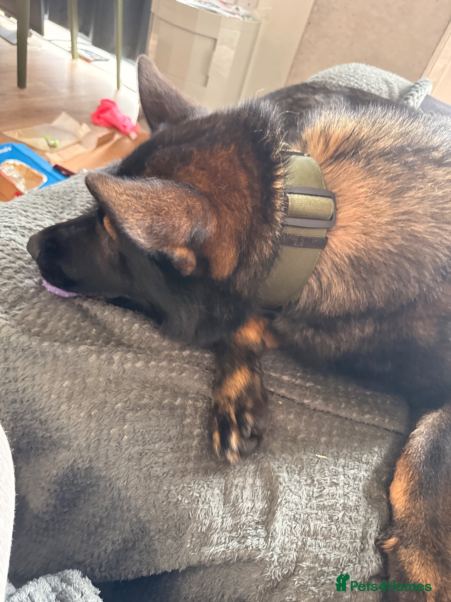 German Shepherd dogs Loving German Shepherd Looking for Forever Home - Advert 2