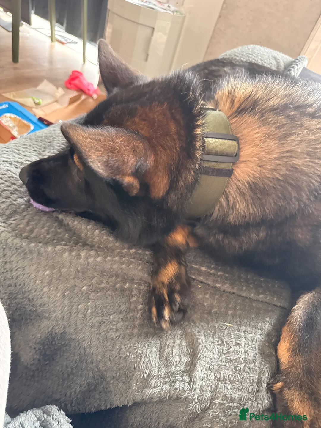 German Shepherd dogs for sale: Loving German Shepherd Looking for Forever Home - Advert 1