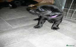 Labrador Retriever dogs for sale: Labrador puppies -1 black girl & 3 black boys left - Image 17