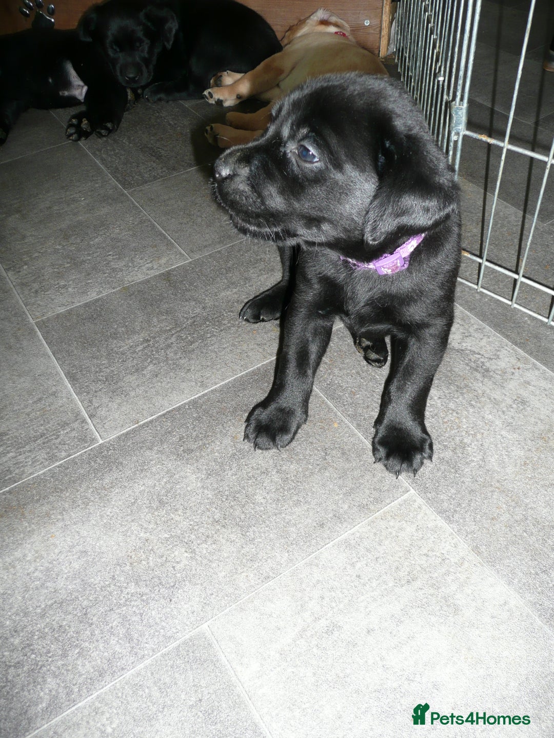 Labrador Retriever dogs for sale: Labrador puppies -1 black girl & 3 black boys left - Image 17