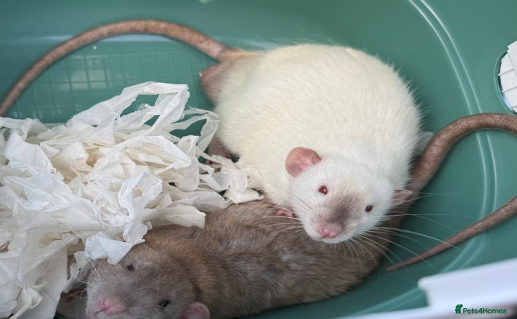 Rat rodents - Advert 5