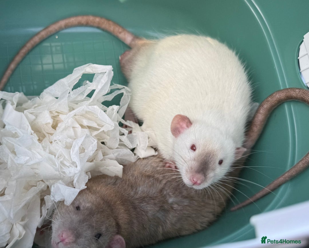Rat rodents for sale: 4 Male Rats with cages  - Image 1
