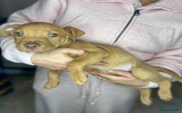 Mixed Breed dogs for sale: Siberian Husky x Pocket Bully's - Advert 6