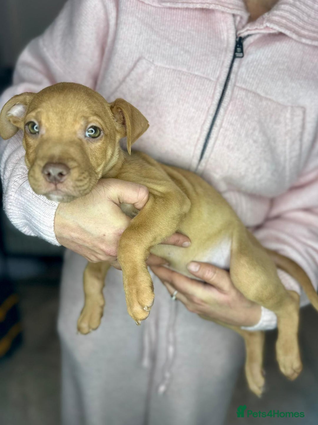 Mixed Breed dogs for sale: Siberian Husky x Pocket Bully's - Advert 6